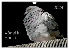 Vögel in Berlin (Wandkalender 2024 DIN A4 quer), CALVENDO Monatskalender