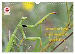 GEOclick Lernkalender: Insekten (Wandkalender 2024 DIN A4 quer), CALVENDO Monatskalender - Feske, Klaus