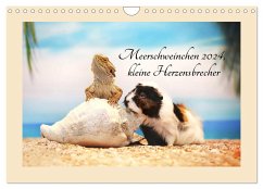 Meerschweinchen 2024, kleine Herzensbrecher (Wandkalender 2024 DIN A4 quer), CALVENDO Monatskalender