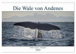Die Wale von Andenes (Wandkalender 2024 DIN A3 quer), CALVENDO Monatskalender - Leimer, Stefan