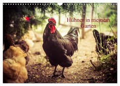 Hühner in meinem Garten (Wandkalender 2024 DIN A3 quer), CALVENDO Monatskalender - Meyer, Manuela
