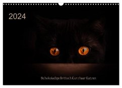 Schokoladige Britisch Kurzhaar Katzen (Wandkalender 2024 DIN A3 quer), CALVENDO Monatskalender