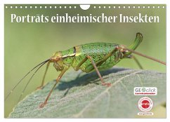 GEOclick Lernkalender: Porträts einheimischer Insekten (Wandkalender 2024 DIN A4 quer), CALVENDO Monatskalender