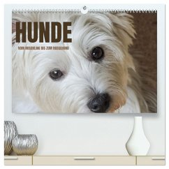 Hunde - vom Mischling bis zum Rassehund (hochwertiger Premium Wandkalender 2024 DIN A2 quer), Kunstdruck in Hochglanz - Rohde, Angela