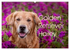 Golden Retriever Hailey Fotokalender (Wandkalender 2024 DIN A2 quer), CALVENDO Monatskalender