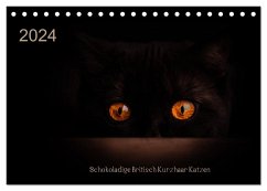Schokoladige Britisch Kurzhaar Katzen (Tischkalender 2024 DIN A5 quer), CALVENDO Monatskalender