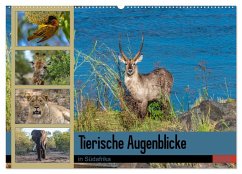 Tierische Augenblicke in Südafrika (Wandkalender 2024 DIN A2 quer), CALVENDO Monatskalender - W. Saul, Norbert