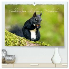 Eichhörnchen - die kleinen Nussknacker (hochwertiger Premium Wandkalender 2024 DIN A2 quer), Kunstdruck in Hochglanz - Holtz, Alena