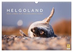 Helgoland - Das Leben auf der Düne Helgolands (Wandkalender 2024 DIN A3 quer), CALVENDO Monatskalender - Jackson, Lain