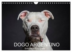 DOGO ARGENTINO (Wandkalender 2024 DIN A4 quer), CALVENDO Monatskalender - Schuberts-Fotografie