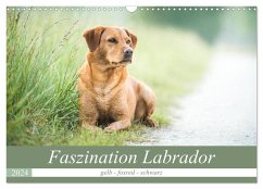 Faszination Labrador - gelb, foxred, schwarz (Wandkalender 2024 DIN A3 quer), CALVENDO Monatskalender - Strunz, Cornelia