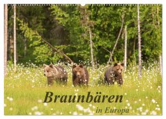 Braunbären in Europa (Wandkalender 2024 DIN A2 quer), CALVENDO Monatskalender