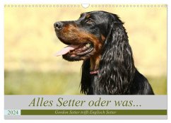 Alles Setter oder was (Wandkalender 2024 DIN A3 quer), CALVENDO Monatskalender - Bea Müller, Hundefotografie