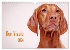 Der Vizsla 2024 (Wandkalender 2024 DIN A4 quer), CALVENDO Monatskalender
