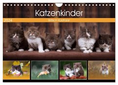 Katzenkinder - Britisch Kurzhaar (Wandkalender 2024 DIN A4 quer), CALVENDO Monatskalender