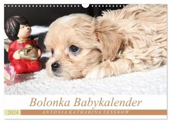 Bolonka Babykalender 2024 (Wandkalender 2024 DIN A3 quer), CALVENDO Monatskalender