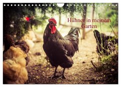 Hühner in meinem Garten (Wandkalender 2024 DIN A4 quer), CALVENDO Monatskalender