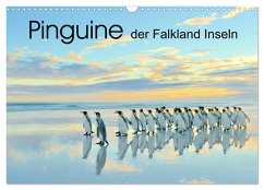 Pinguine der Falkland Inseln (Wandkalender 2024 DIN A3 quer), CALVENDO Monatskalender