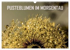 Pusteblumen im Morgentau (Wandkalender 2024 DIN A3 quer), CALVENDO Monatskalender - sock, reinhard