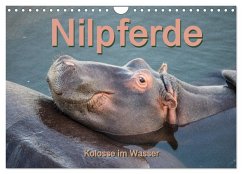 Nilpferde, Kolosse im Wasser (Wandkalender 2024 DIN A4 quer), CALVENDO Monatskalender