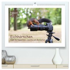 Eichhörnchen - Hast du Nüsschen mache ich Männchen (hochwertiger Premium Wandkalender 2024 DIN A2 quer), Kunstdruck in Hochglanz