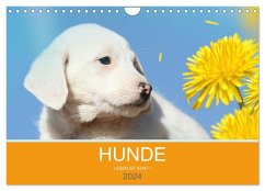 HUNDE LEBEN IST BUNT (Wandkalender 2024 DIN A4 quer), CALVENDO Monatskalender