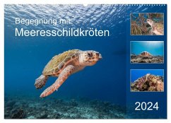 Begegnung mit Meeresschildkröten (Wandkalender 2024 DIN A2 quer), CALVENDO Monatskalender