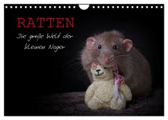 Ratten. Die große Welt der kleinen Nager (Wandkalender 2024 DIN A4 quer), CALVENDO Monatskalender