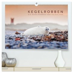 Kegelrobben - Die Kegelrobben von Helgoland (hochwertiger Premium Wandkalender 2024 DIN A2 quer), Kunstdruck in Hochglanz