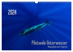 Pilotwale Unterwasser - Globicephala macrorhynchus (Wandkalender 2024 DIN A3 quer), CALVENDO Monatskalender