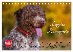 Lagotto Romagnolo - Italienischer Trüffelhund (Tischkalender 2024 DIN A5 quer), CALVENDO Monatskalender