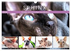 Sphinx. Grazile und anmutige Nacktkatzen (Wandkalender 2024 DIN A3 quer), CALVENDO Monatskalender