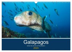 Unterwasserwelt Galapagos (Wandkalender 2024 DIN A3 quer), CALVENDO Monatskalender