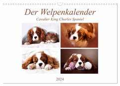Der Welpenkalender - Cavalier King Charles Spaniel (Wandkalender 2024 DIN A3 quer), CALVENDO Monatskalender