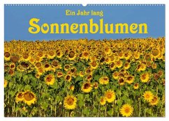 Ein Jahr lang Sonnenblumen (Wandkalender 2024 DIN A2 quer), CALVENDO Monatskalender
