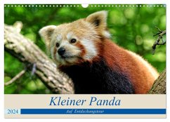 Kleiner Panda auf Entdeckungstour (Wandkalender 2024 DIN A3 quer), CALVENDO Monatskalender - Hebgen, Peter