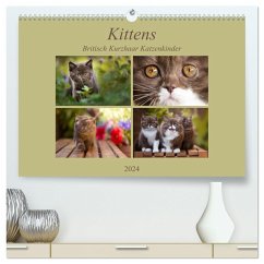 Kittens - Britisch Kurzhaar Katzenkinder (hochwertiger Premium Wandkalender 2024 DIN A2 quer), Kunstdruck in Hochglanz