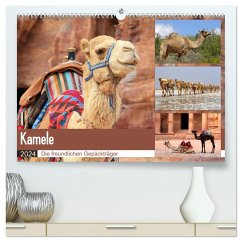 Kamele - Die freundlichen Gepäckträger (hochwertiger Premium Wandkalender 2024 DIN A2 quer), Kunstdruck in Hochglanz