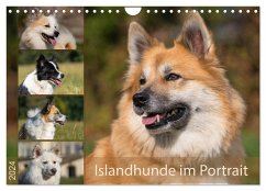 Islandhunde im Portrait (Wandkalender 2024 DIN A4 quer), CALVENDO Monatskalender