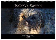 Bolonka Zwetna 2024 (Wandkalender 2024 DIN A2 quer), CALVENDO Monatskalender - Katharina Tessnow, Antonia
