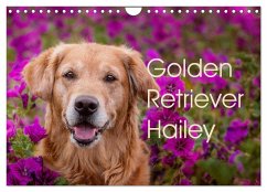 Golden Retriever Hailey Fotokalender (Wandkalender 2024 DIN A4 quer), CALVENDO Monatskalender