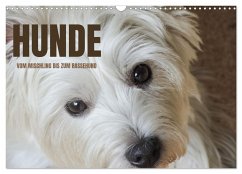 Hunde - vom Mischling bis zum Rassehund (Wandkalender 2024 DIN A3 quer), CALVENDO Monatskalender - Rohde, Angela