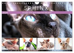 Sphinx. Grazile und anmutige Nacktkatzen (Wandkalender 2024 DIN A4 quer), CALVENDO Monatskalender