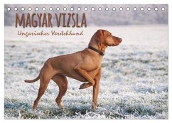 Magyar Vizsla - Ungarischer Vorstehhund (Tischkalender 2024 DIN A5 quer), CALVENDO Monatskalender - Hollstein, Alexandra