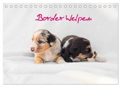 Border Welpen (Tischkalender 2024 DIN A5 quer), CALVENDO Monatskalender