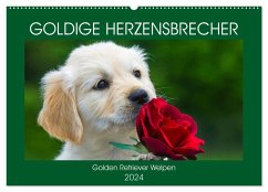 Goldige Herzensbrecher - Golden Retriever Welpen (Wandkalender 2024 DIN A2 quer), CALVENDO Monatskalender - Starick, Sigrid