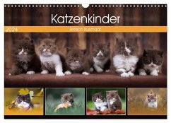 Katzenkinder - Britisch Kurzhaar (Wandkalender 2024 DIN A3 quer), CALVENDO Monatskalender