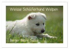 Weisse Schäferhund Welpen - Berger Blanc Suisse (Wandkalender 2024 DIN A2 quer), CALVENDO Monatskalender - Riedel, Tanja