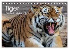 Tiger. Gestreift, wild u. schön (Tischkalender 2024 DIN A5 quer), CALVENDO Monatskalender