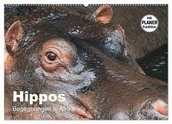 Hippos - Begegnungen in Afrika (Wandkalender 2024 DIN A2 quer), CALVENDO Monatskalender